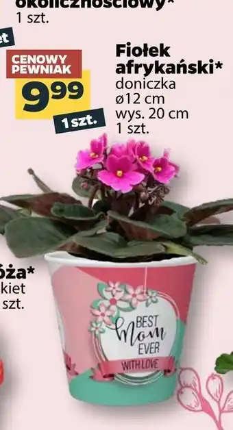 Netto Fiołek afrykański w donicy 12 cm 1 SZT oferta