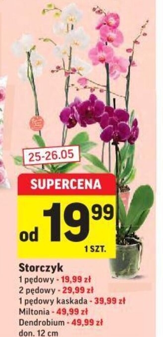 Intermarche Storczyk 1 pędowy oferta