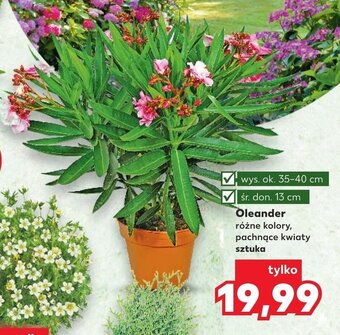 Kaufland Oleander oferta