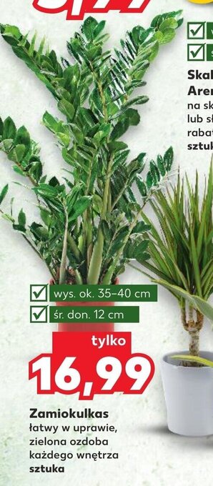 Kaufland Zamiokulkas oferta