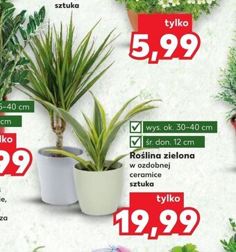 Kaufland Roślina zielona oferta