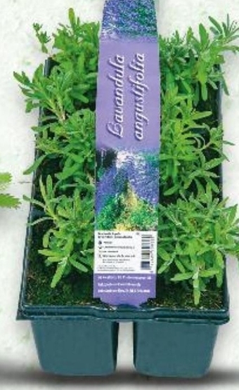 Kaufland Lawenda oferta