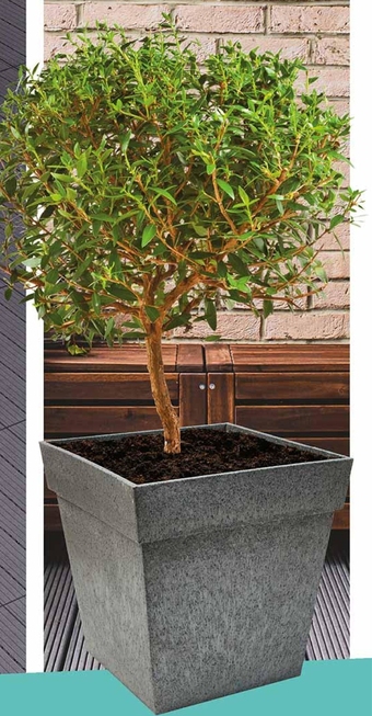 Biedronka Donica oferta
