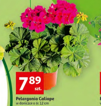 Auchan Pelargonia oferta