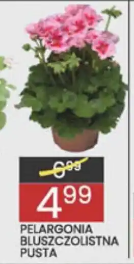 Wafelek Pelargonia Bluszczolistna Pusta oferta