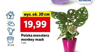 Lidl Monstera monkey mask 30 cm oferta