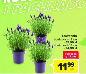 Carrefour Lawenda don. 19 cm oferta