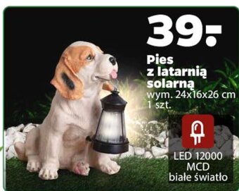 Netto Pies z latarnią solarną oferta