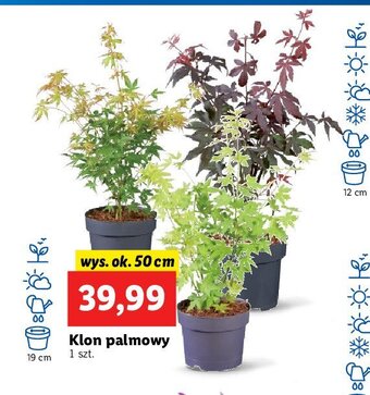 Klon palmowy