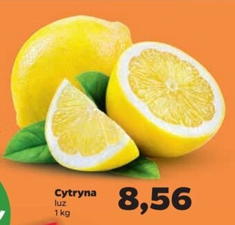 Netto Cytryna 1kg oferta