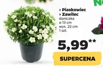 Netto Piaskowiec, Zawilec oferta