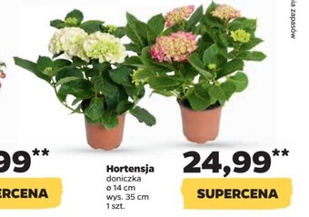 Netto Hortensja oferta