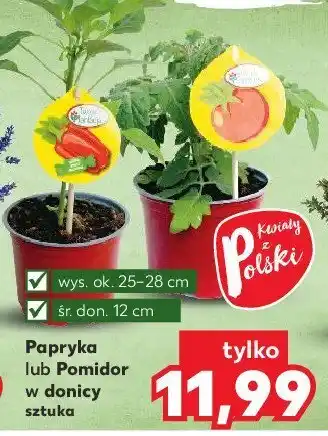 Kaufland Papryka w doniczce 12 cm 1 SZT oferta