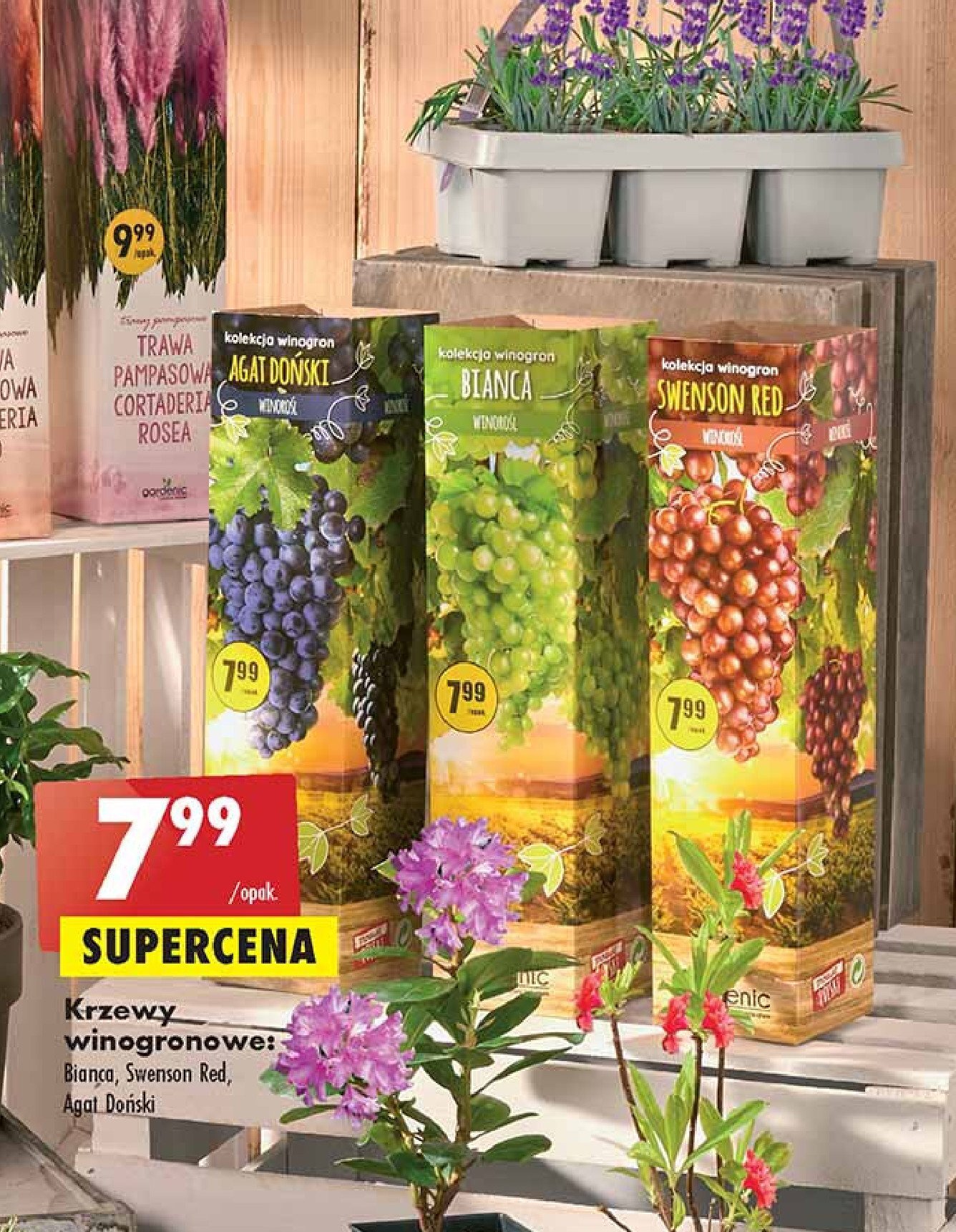Biedronka Winorośl bianca oferta