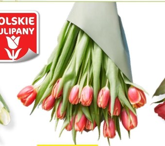 Lidl Bukiet tulipanów oferta
