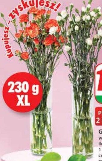 Dino Goździki oferta