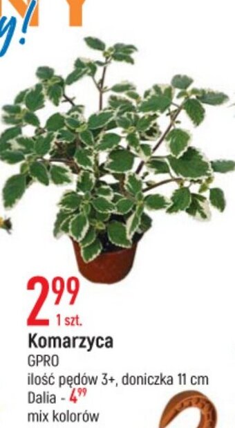 E.Leclerc Komarzyca oferta
