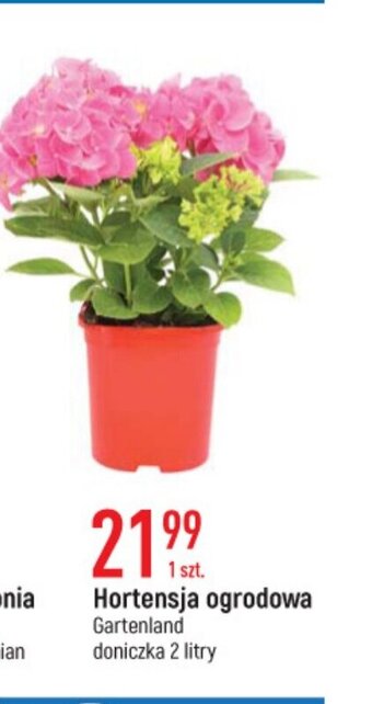E.Leclerc Hortensja ogrodowa oferta