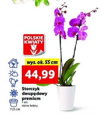 Lidl Storczyk dwupędowy oferta