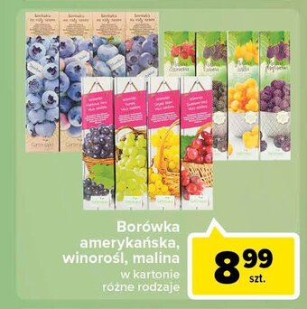Lidl Winorośl jasna oferta