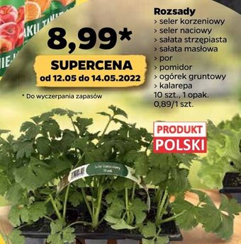 Netto Sałata strzępiasta oferta
