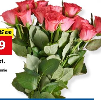 Lidl Bukiet róż oferta