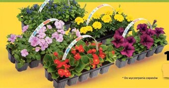 Netto Pelargonia oferta