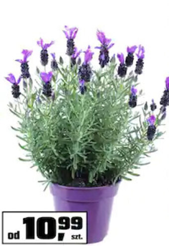 OBI Lawenda oferta