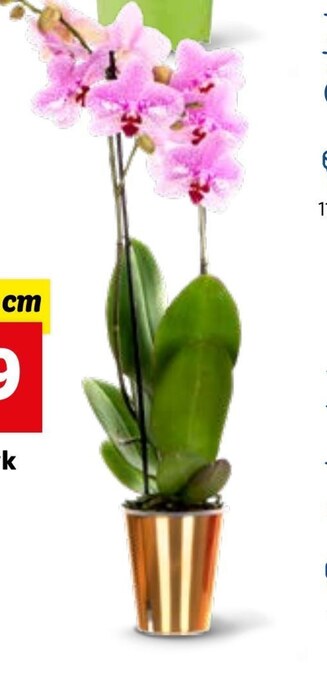 Lidl Storczyk oferta