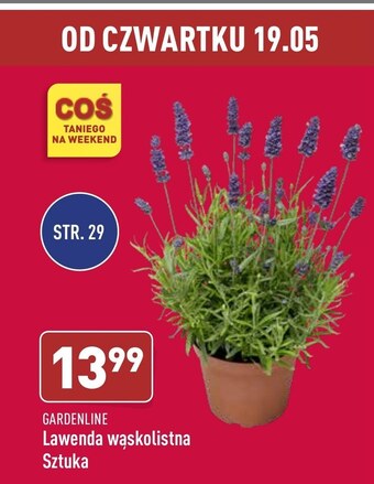 ALDI Lawenda oferta