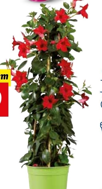 Lidl Dipladenia oferta