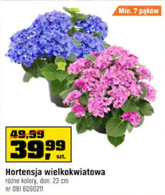 OBI Hortensja oferta