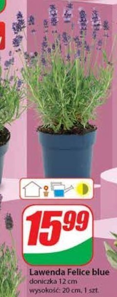 Dino Lawenda felice light 12 cm oferta