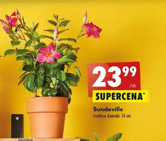 Biedronka Sundaville oferta