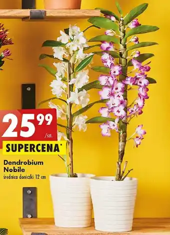 Biedronka Dendrobium oferta