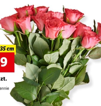 Lidl Bukiet róż oferta