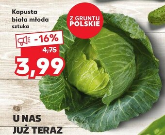 Kaufland Kapusta młoda oferta