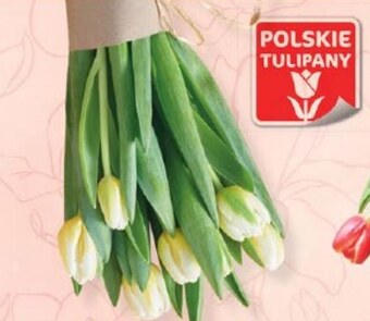 Lidl Tulipan oferta