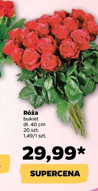 Netto Róża oferta