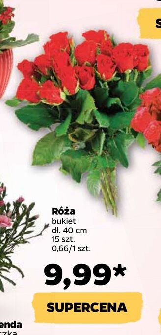 Netto Róża oferta