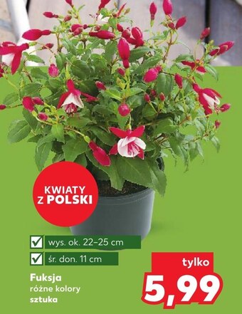 Kaufland Kwiat oferta