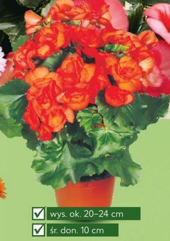 Kaufland Begonia oferta