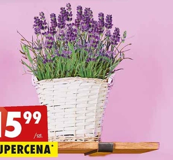 Lawenda
