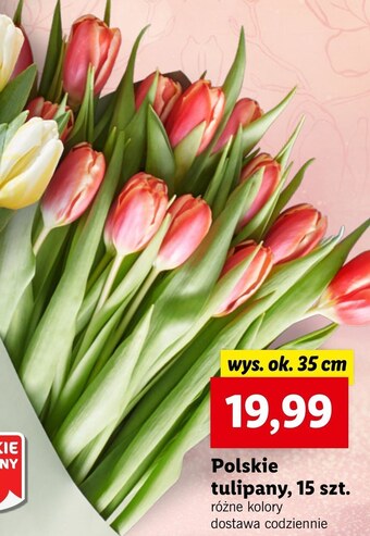 Tulipan