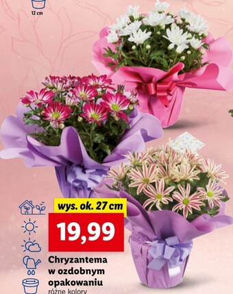 Lidl Chryzantema oferta
