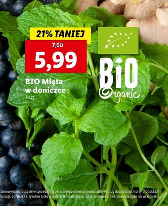 Mięta