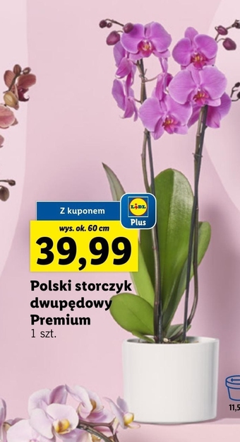 Lidl Storczyk oferta