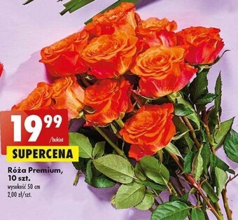 Biedronka Bukiet róż oferta