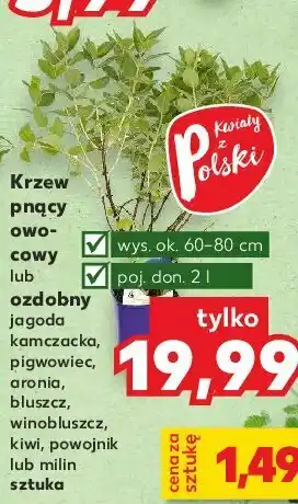 Kaufland Pigwowiec 1 SZT oferta