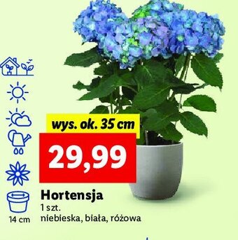 Hortensja ogrodowa niebieska